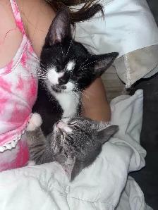 2 Kittens available - Photo 5
