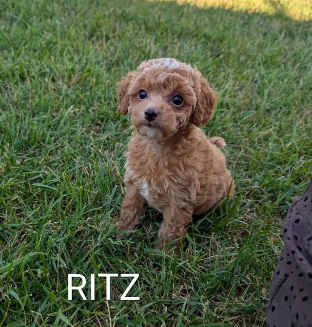 Toy Poodle Puppies