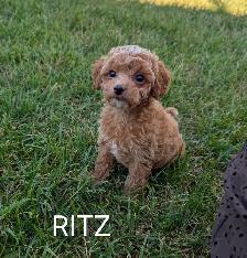 Toy Poodle Puppies