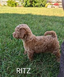 Toy Poodle Puppies - Photo 2