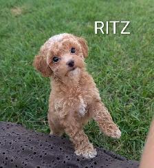 Toy Poodle Puppies - Photo 3