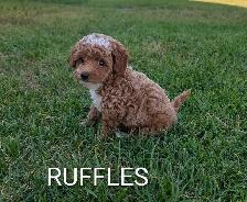 Toy Poodle Puppies - Photo 4
