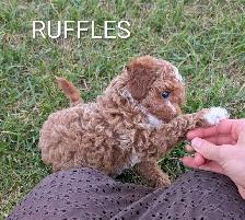 Toy Poodle Puppies - Photo 5