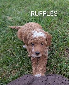 Toy Poodle Puppies - Photo 6