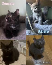 Adoption de chatons/ kittens for adoption