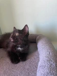 Adoption de chatons/ kittens for adoption - Photo 2