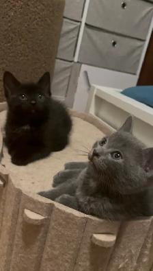 Adoption de chatons/ kittens for adoption - Photo 3