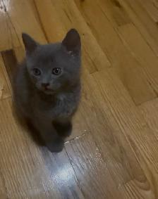 Adoption de chatons/ kittens for adoption - Photo 4