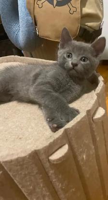 Adoption de chatons/ kittens for adoption - Photo 5