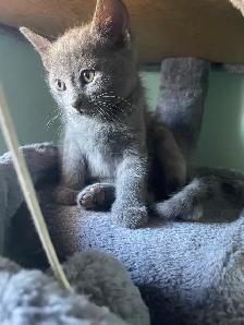 Adoption de chatons/ kittens for adoption - Photo 6