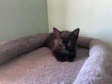 Adoption de chatons/ kittens for adoption - Photo 7