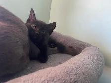 Adoption de chatons/ kittens for adoption - Photo 8