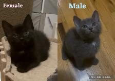 Adoption de chatons/ kittens for adoption - Photo 9