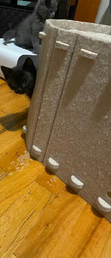 Adoption de chatons/ kittens for adoption - Photo 10