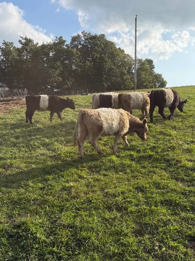 6  galloway  heifers for sale
