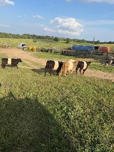 6  galloway  heifers for sale - Photo 2