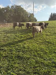 6  galloway  heifers for sale - Photo 3