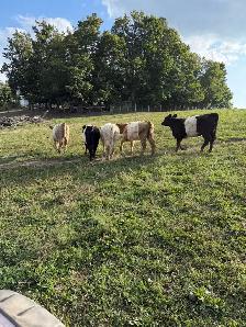 6  galloway  heifers for sale - Photo 4