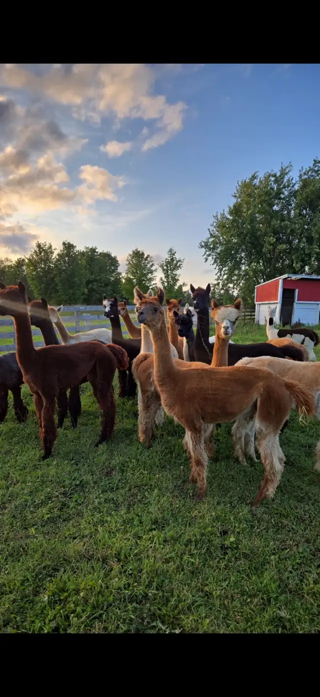 alpaca’s for sale