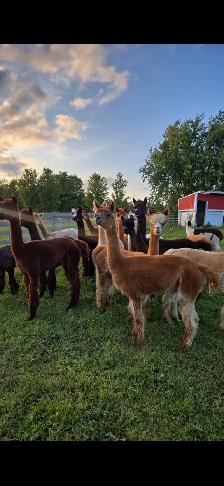 alpaca’s for sale