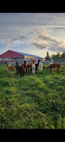 alpaca’s for sale - Photo 2