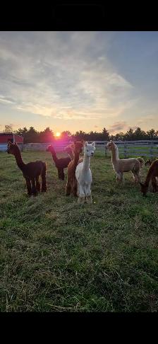 alpaca’s for sale - Photo 3