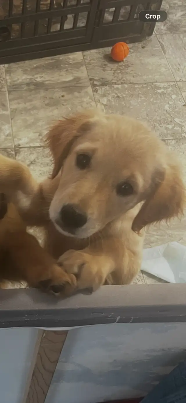 (PRICE DROP-FAST SALE)ONE FEMALE LEFT purebred golden retrievers