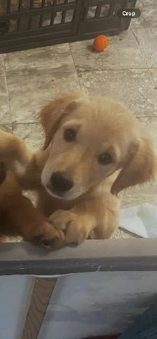 (PRICE DROP-FAST SALE)ONE FEMALE LEFT purebred golden retrievers