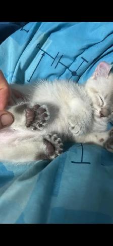 chaton highland lynx - Photo 2
