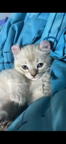 chaton highland lynx - Photo 3