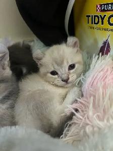 chaton highland lynx - Photo 4