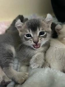 chaton highland lynx - Photo 5