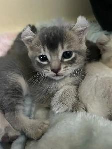 chaton highland lynx - Photo 6