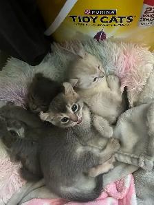 chaton highland lynx - Photo 8