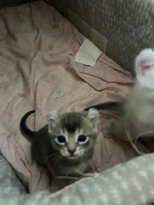 chaton highland lynx - Photo 9