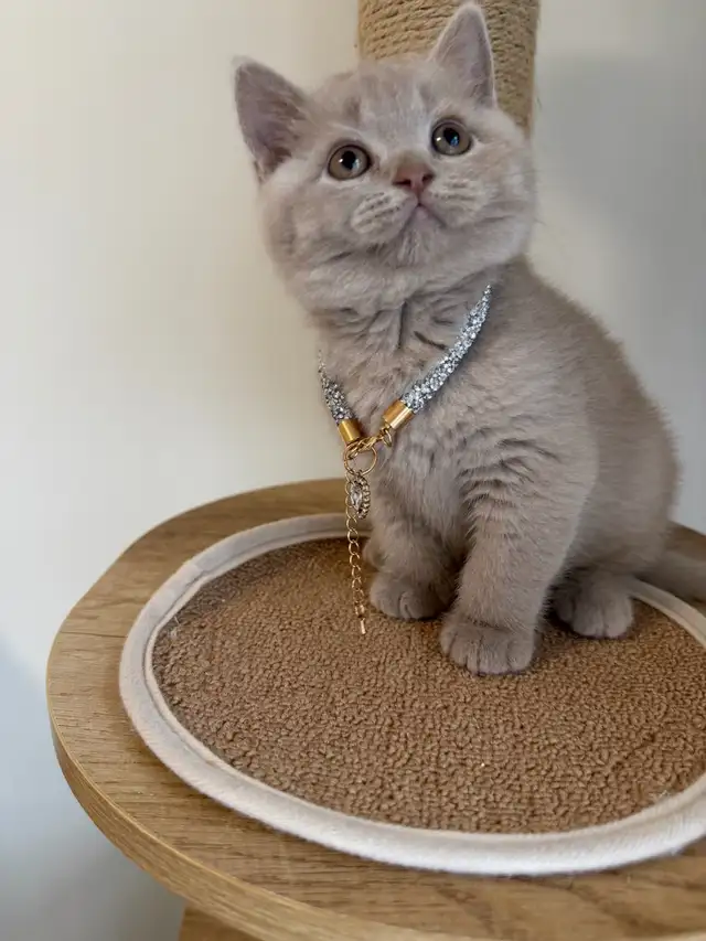 Purebreed British shorthair female kitten for sale