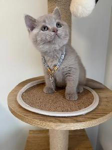 Purebreed British shorthair female kitten for sale - Photo 3