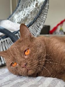 Purebreed British shorthair female kitten for sale - Photo 5