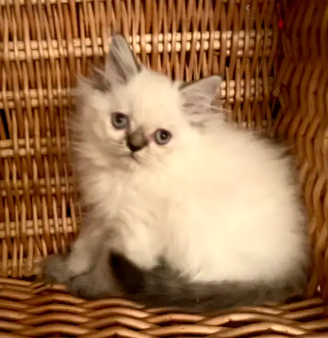 Chaton Himalayen
