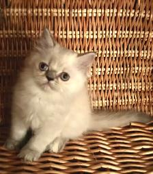 Chaton Himalayen - Photo 2