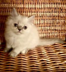Chaton Himalayen - Photo 3