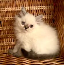 Chaton Himalayen - Photo 4