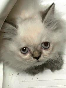 Chaton Himalayen - Photo 5