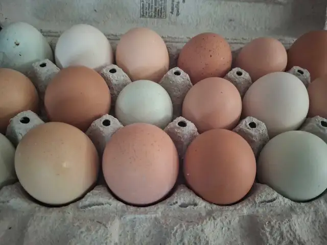 fertilized eggs