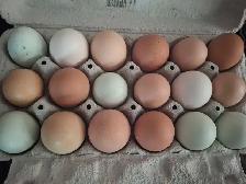 fertilized eggs - Photo 2
