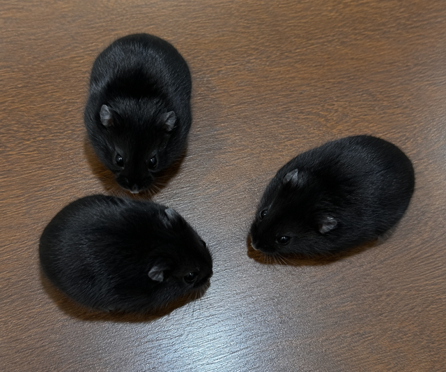 Black Bear Dwarf Hamsters Needing Homes (very friendly)