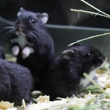 Black Bear Dwarf Hamsters Needing Homes ASAP (very friendly) - Photo 3