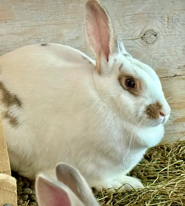Rabbits.     New Zealand/California