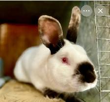 Rabbits.     New Zealand/California - Photo 2