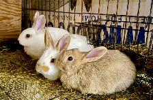 Rabbits.     New Zealand/California - Photo 3